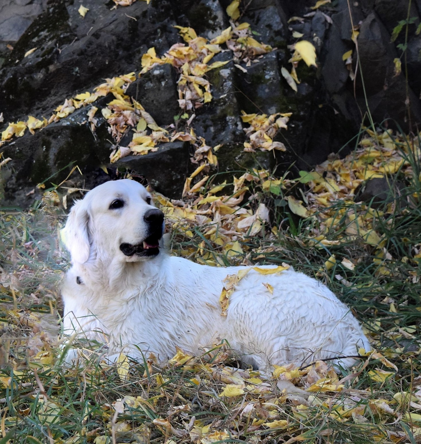 gidget laying down in leaves