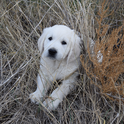 Puppies Available at Beaver Creek Goldens